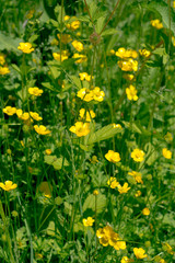 Fototapeta premium yellow flowers on a green leaf background