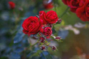 rose bush macro