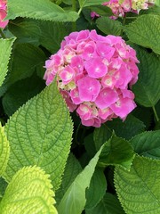 ortensie cespuglio fiori estate primavera giardino fiorito