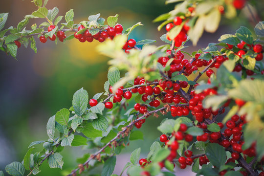 Chinese Cherry Bush