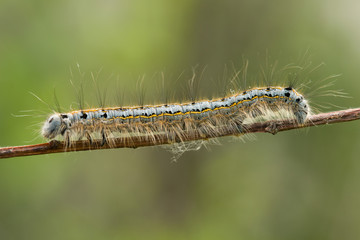 Caterpillar Malacosoma Nonstria