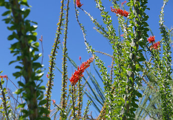 Blooming ocotilli cactus in the Sonoran desert