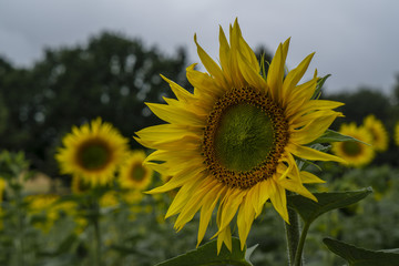 Fototapeta premium Sonnenblumenfeld mit strahlenden Blüten in mystischem Licht