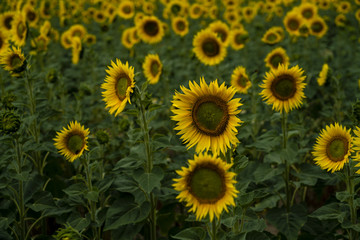 Fototapeta premium Sonnenblumenfeld mit strahlenden Blüten in mystischem Licht