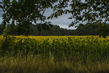 Sonnenblumenfeld mit strahlenden Blüten in mystischem Licht