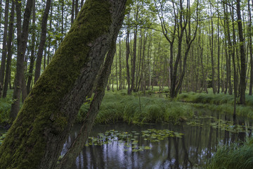 Obraz premium Verwunschener Weiher im Wald mit Moos bewachsenen Baumstämmen