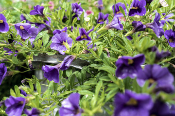 Bl&uuml;tenpracht leicht mit Tau benetzt