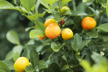Kumquats am Baum in der Natur