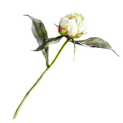 Isolated watercolor bud of a white peony.
