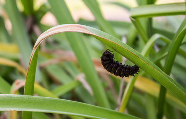 A caterpillar hanging from a blade of grass.