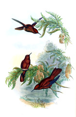 Illustration of a Hummingbird.