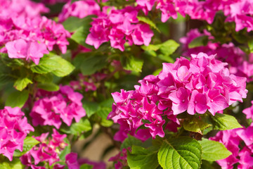 Pinkfarbene Blüten der Gartenhortensie