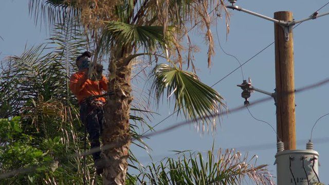MAN TRIMMING PALM TREE NEAR HIGH VOLTAGE POWER LINES.  4K SLOW MOTION.
