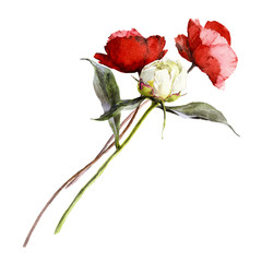 Isolated watercolor bouquet of poppies and white peony.