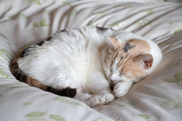 Calico cat sleeping peacefully curled up on a white bed