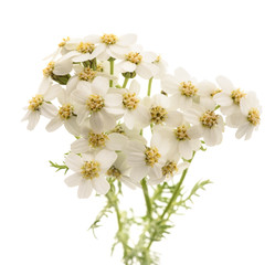 simple leaved milfoil