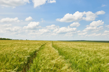young wheat field as background, bright sun, beautiful summer landscape