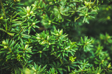 Taxus baccata (Yaw tree) bush in the garden. Selective focus. 