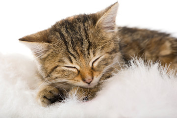 Schlafendes K&auml;tzchen