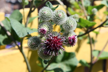A flower of a burdock. The thorn.