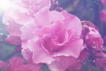 Beautiful rose in soft pastel pink tones