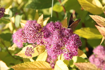 Papillon sur fleurs rose et fond de feuilles jaunes