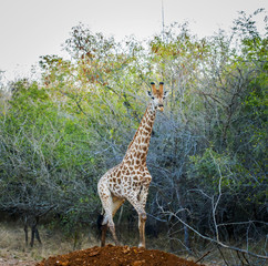giraffe in africa