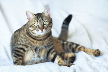Grey cat lying on the plaid