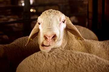 Crédence de cuisine en verre imprimé Moutons funny sheep portrait