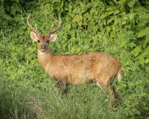 Naklejka na ściany i meble Dappled deer male in the wild