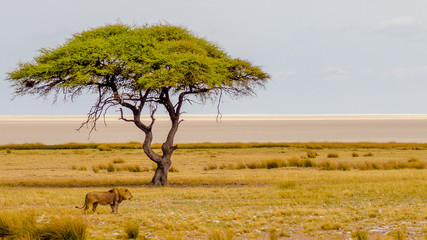 Lions in Namibia 2