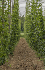 Green hop garden in north Bohemia