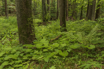 Summer forest near Bradlecka Lhota village