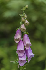 Foxglove digitalis flower in summer day