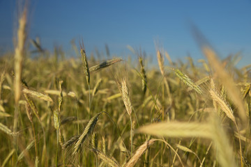 Ears of rye in sunny light fly with blue sky