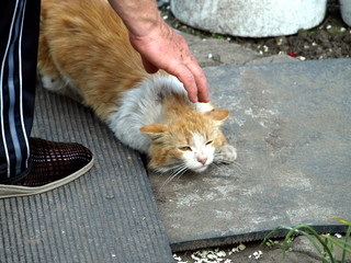 Male hand stroking a red cat