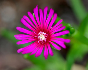 Obraz premium Close-up of Delosperma Cooperi