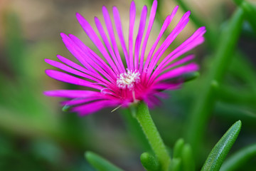 Obraz premium Close-up of Delosperma Cooperi