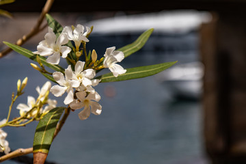 Close Up Photo of oleander Flower