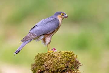 Male sparrowhawk.