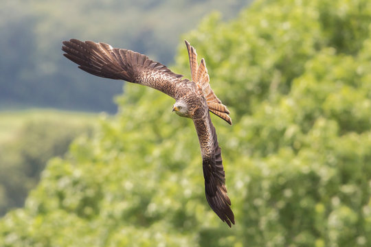 Red Kite In Flight (Milvus Milvus), Scotland