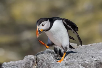 Puffin (Fratercula arctica), Farne islands, Scotland