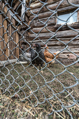 Chickens behind the fence of the coop