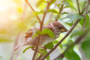 Young sparrow bird holding on tree branch