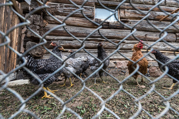 Chickens behind the fence of the coop