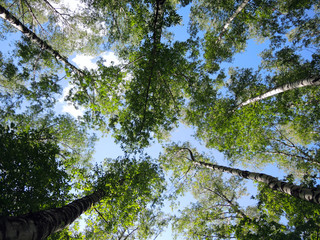 Birches in the sky