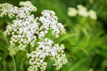 Close up white flowers on the grass ,soft focus, The grass grows naturally.