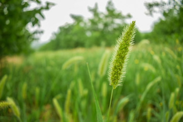 Close up of fresh morning green wheat in spring