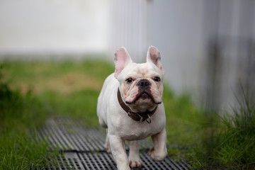 Fototapeta premium Cute baby french bulldog pet is playing in the field.