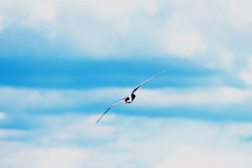 ternon flying in the sky